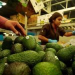 Avocados are prepared for shipping.