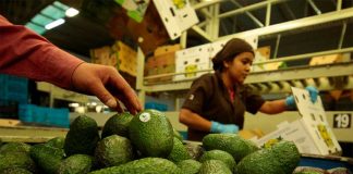 Avocados are prepared for shipping.