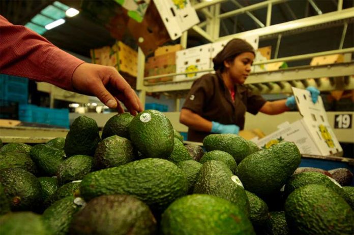 Avocados are prepared for shipping.