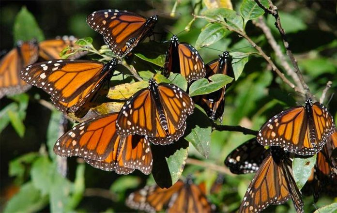 Monarch butterflies in their Mexican winter habitat.