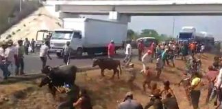 Cattle are rounded up after highway accident.