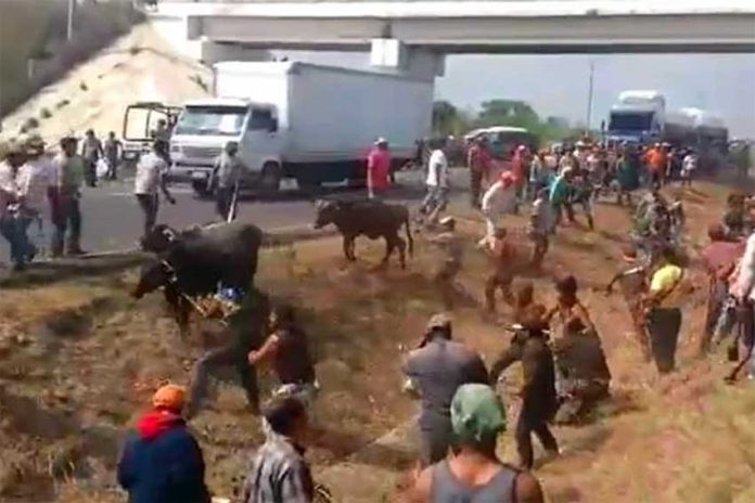 Cattle are rounded up after highway accident.