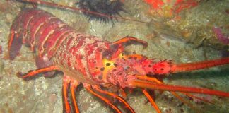 The spiny lobster is not so easy to catch anymore.