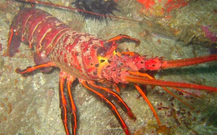 The spiny lobster is not so easy to catch anymore.