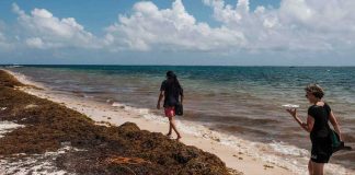 Sargassum on a Quintana Roo beach.