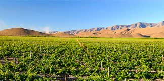 Grapes under cultivation in Coahuila.