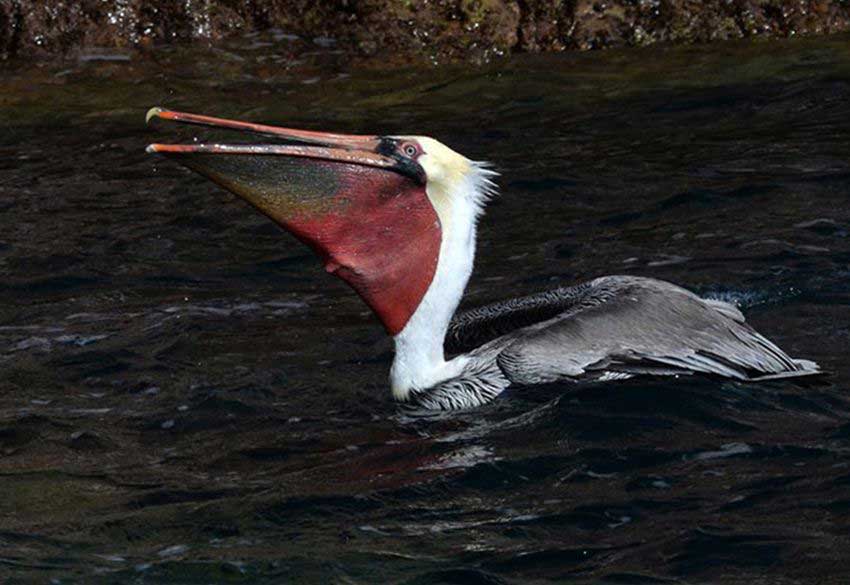 Pelican at Los Islotes. 