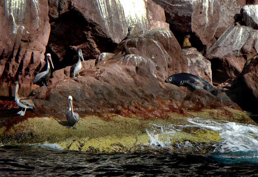 Pelicans and sea lion at Los Islotes rookery.