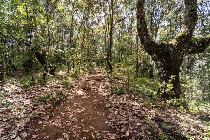 Trail through Reserva Huitepec