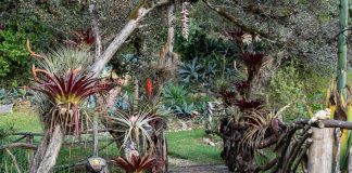A view of the path through the gardens at Orquídeas Moxviquil.