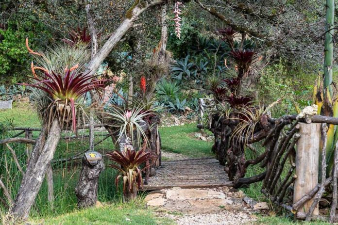 A view of the path through the gardens at Orquídeas Moxviquil.