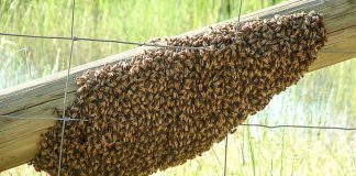 A swarm of bees attacked two women in Sinaloa.