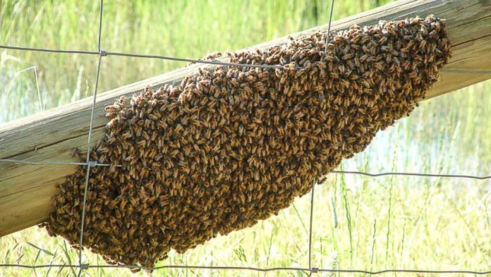 A swarm of bees attacked two women in Sinaloa.