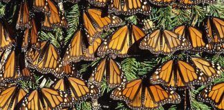 Butterflies overwintering in Mexico.