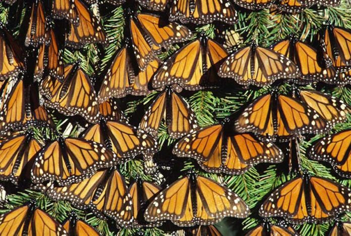 Butterflies overwintering in Mexico.