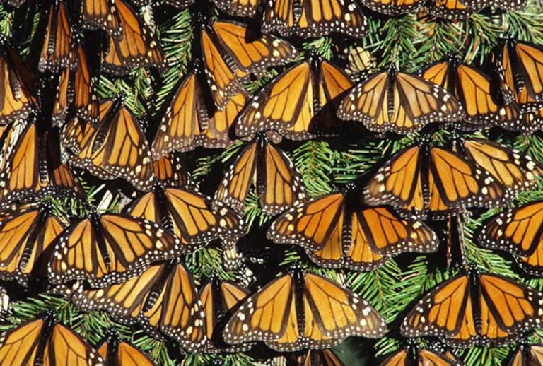 Another butterfly colony discovered in México state
