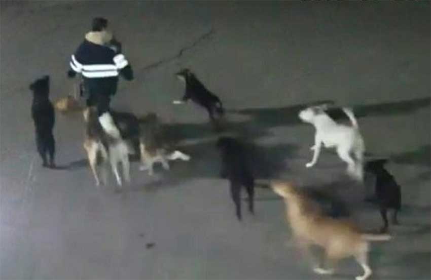 Dog pack kills woman during 11-minute attack in México state