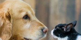 Mexicans are big on pets, especially dogs.