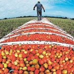 A farmworker walks on top of a truckload of tomatoes.