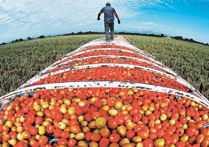 A farmworker walks on top of a truckload of tomatoes.