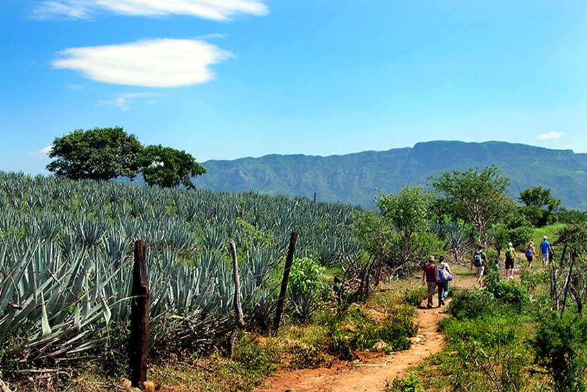 The trail to the falls, through fields of blue agaves.
