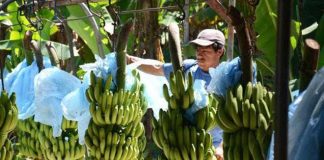 A banana plantation in Michoacán.