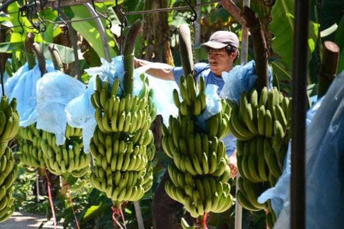 A banana plantation in Michoacán.