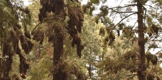 Swarms of monarch butterflies at the El Rosario Sanctuary.