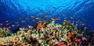 Quintana Roo's coral reefs are not only threatened by sargassum but by a new bleaching disease.
