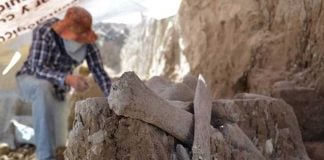 Mammoth bones found in México state while excavating a new landfill.