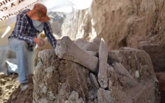 Mammoth bones found in México state while excavating a new landfill.