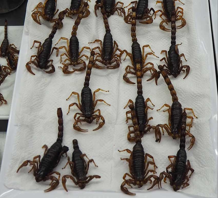 You can eat the tails of the small scorpions, but it’s not recommended to eat the tails of the big ones.