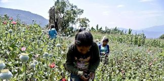 Children at work in a Guerrero poppy field.