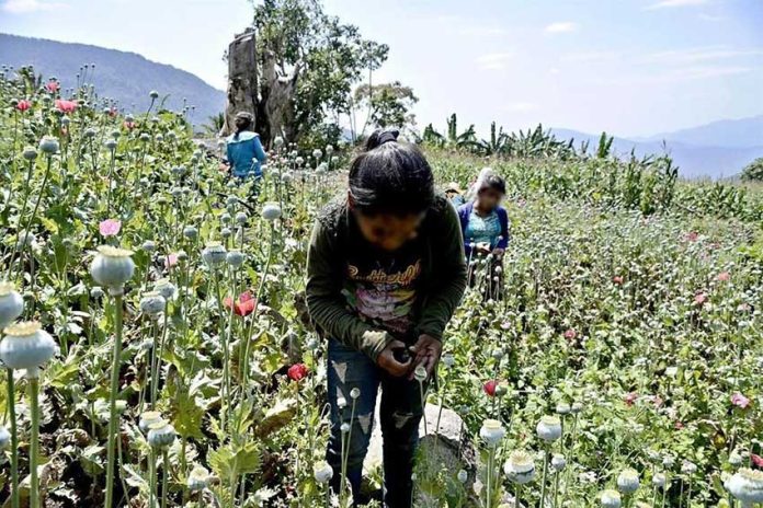 Children at work in a Guerrero poppy field.