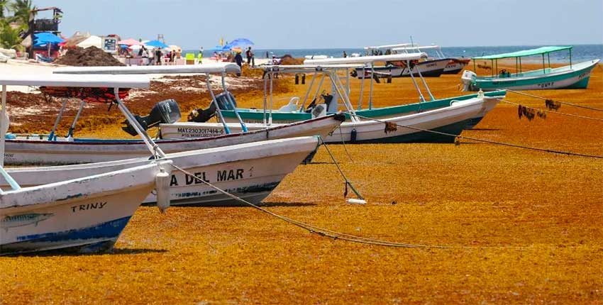 Boats are surrounded by sargassum in last year's invasion.