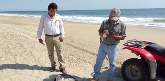 Officials check out a dead turtle on a Guerrero beach.
