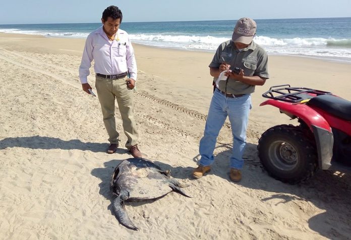 Officials check out a dead turtle on a Guerrero beach.