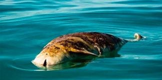 A dead vaquita in the Gulf of California