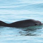 One of the rare vaquita porpoises.