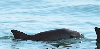 One of the rare vaquita porpoises.