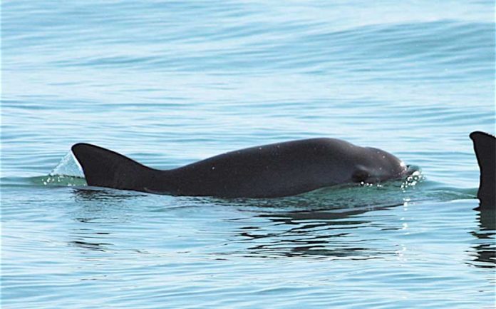 A vaquita porpoise: time is running out.