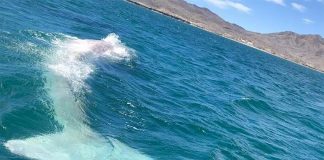 The albino gray whale sighted off the Baja coast.