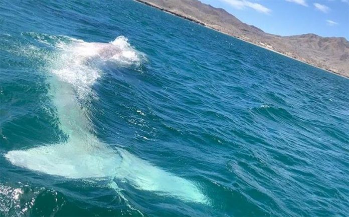 The albino gray whale sighted off the Baja coast.