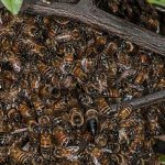 A swarm of bees looking for a new home