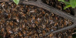 A swarm of bees looking for a new home