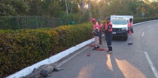 Officials in Zihuatanejo prepare to remove crocodile.