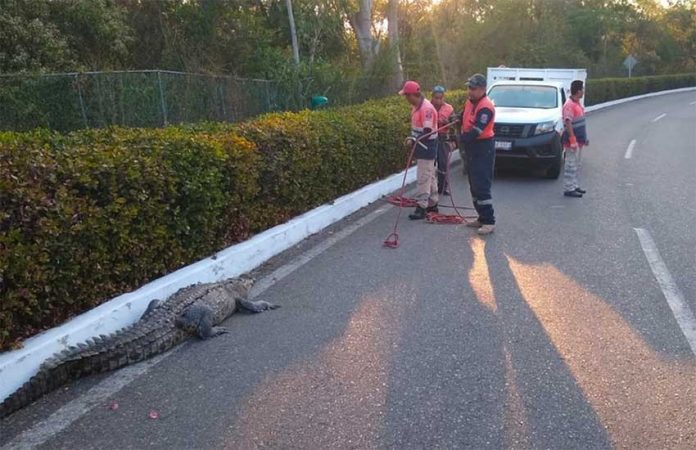 Officials in Zihuatanejo prepare to remove crocodile.