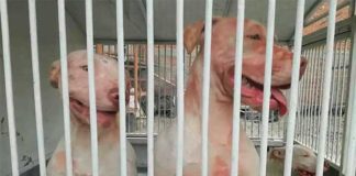 Two of the dogs involved in the Texcoco attack.