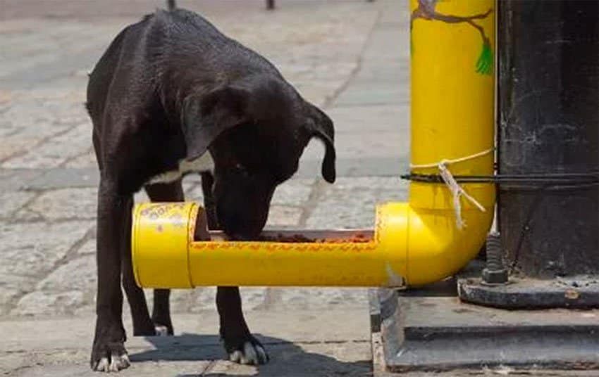 dog at a feeder