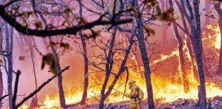 primavera forest fire